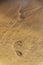 Human barefoot footprints dissapearing in brown yellow sand beach background, summer vacation or climate change concept, copy