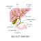 Human bile duct, vector illustration