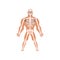 Human biological skeletal system, anatomy of human body vector Illustration on a white background