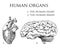 Human biology, organs anatomy illustration. engraved hand drawn in old sketch and vintage style. body detailed brain or