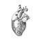 Human biology, organs anatomy illustration. engraved hand drawn in old sketch and vintage style. body detailed heart or