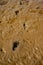 Human and Bird Footprints in the Mud on a Tidal Flat on the Solway Coast in Scotland