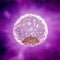 A human blastocyst