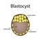 Human blastocyst. The structure of the blastocyst. Vector illustration on background