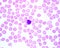 Human blood smear. Monocyte