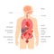 Human body anatomy