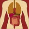Human body anatomy icon and .medical organs system icon and .