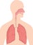 Human Body Anatomy - Respiratory System