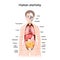 Human body anatomy. Scientific medical illustration. internal organs of the female
