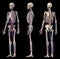 Human body anatomy. Skeleton with veins and arteries. Three angles views