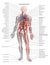 Human body circulatory system