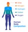 A human body composition chart vector illustration