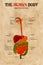 Human body digestive system