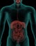 Human body with digestive system internal organs