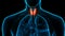 Human Body Glands Lobes of Thyroid Gland Anatomy Animation Concept