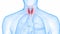 Human Body Glands Lobes of Thyroid Gland Anatomy Animation Concept