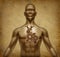 Human body grunge old document with heart valves m