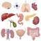 Human body internal parts organs set isolated.