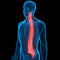 Human Body Joint Bone Pains (Spinal Cord)