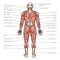 human body muscles diagram medical science
