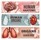 Human body organ banners, sketch internal parts
