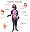 Human body organs