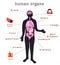 Human body organs