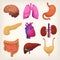 Human body organs