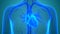 Human Body Organs Cardiovascular System with Heart Anatomy