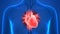Human Body Organs Circulatory System Heart Anatomy