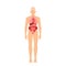 Human Body Organs Medical Infographics Chart, Educational Male Anatomy, Physiology Information. Man Inner View