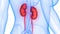 Human Body Organs Urinary System Kidneys Anatomy