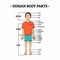 Human Body Parts including HEAD, ARM, LEG, hair, face, ear, neck, shoulder, chest, upper limb, elbow, forearm, waist, wrist, hand
