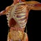 Human body, x-ray view of the respiratory apparatus and digestive tract in the ribcage. Anatomy