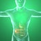 Human body by X-rays, digestive system