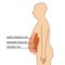 The human body show section of subcutaneous fat, abdomen muscles, and visceral fat, illustration on white background