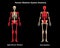 Human Body Skeleton System Appendicular and Axial Skeleton Anatomy