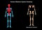 Human Body Skeleton System Appendicular Skeleton Anatomy