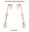 Human Body Skeleton System Hands Posterior View Anatomy