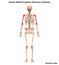 Human Body Skeleton System Humerus Bone Joints Anatomy