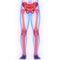 Human Body Skeleton System Lower Limbs Anatomy