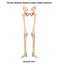 Human Body Skeleton System Lower Limbs Anterior View Anatomy