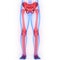 Human Body Skeleton System Lower Limbs Bone Joints Anatomy