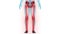 Human Body Skeleton System Lower Limbs Bone Joints Anatomy