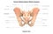 Human Body Skeleton System Pelvis Posterior View Anatomy