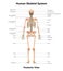 Human Body Skeleton System posterior View Anatomy