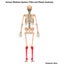 Human Body Skeleton System Tibia and Fibula Bone Joints Anatomy