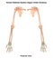 Human Body Skeleton System Upper Limbs Anatomy