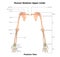 Human Body Skeleton System Upper Limbs posterior View Anatomy