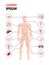 human body structure infographic poster with internal organs icons anatomy system full length copy space vertical